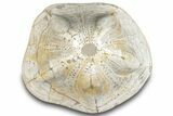 Polished Fossil Sea Biscuit (Clypeaster) - Morocco #288937-1